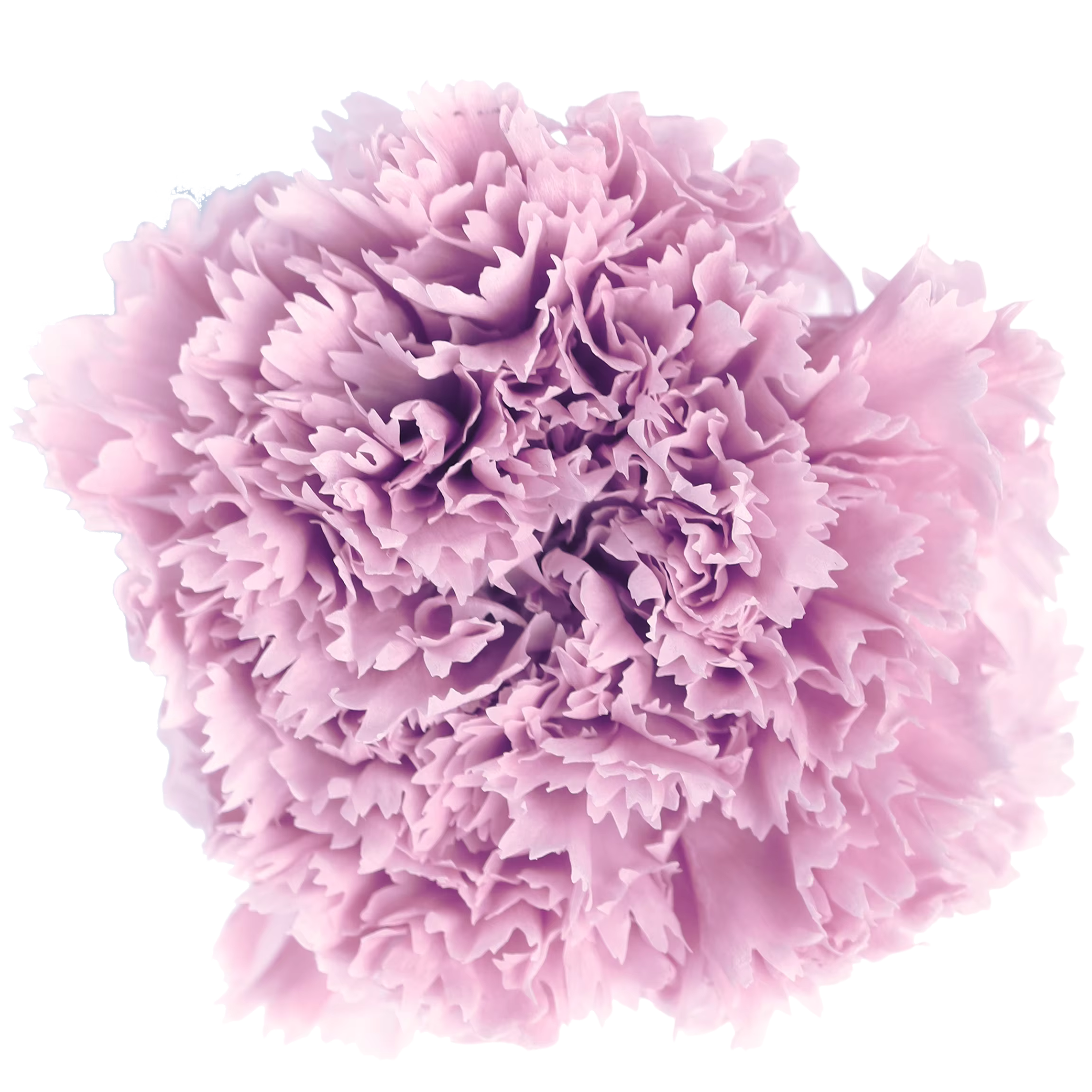 Fleur fraîche d'oeillet longue durée, fleur naturelle, cadeau pour la fête des mères des enseignants