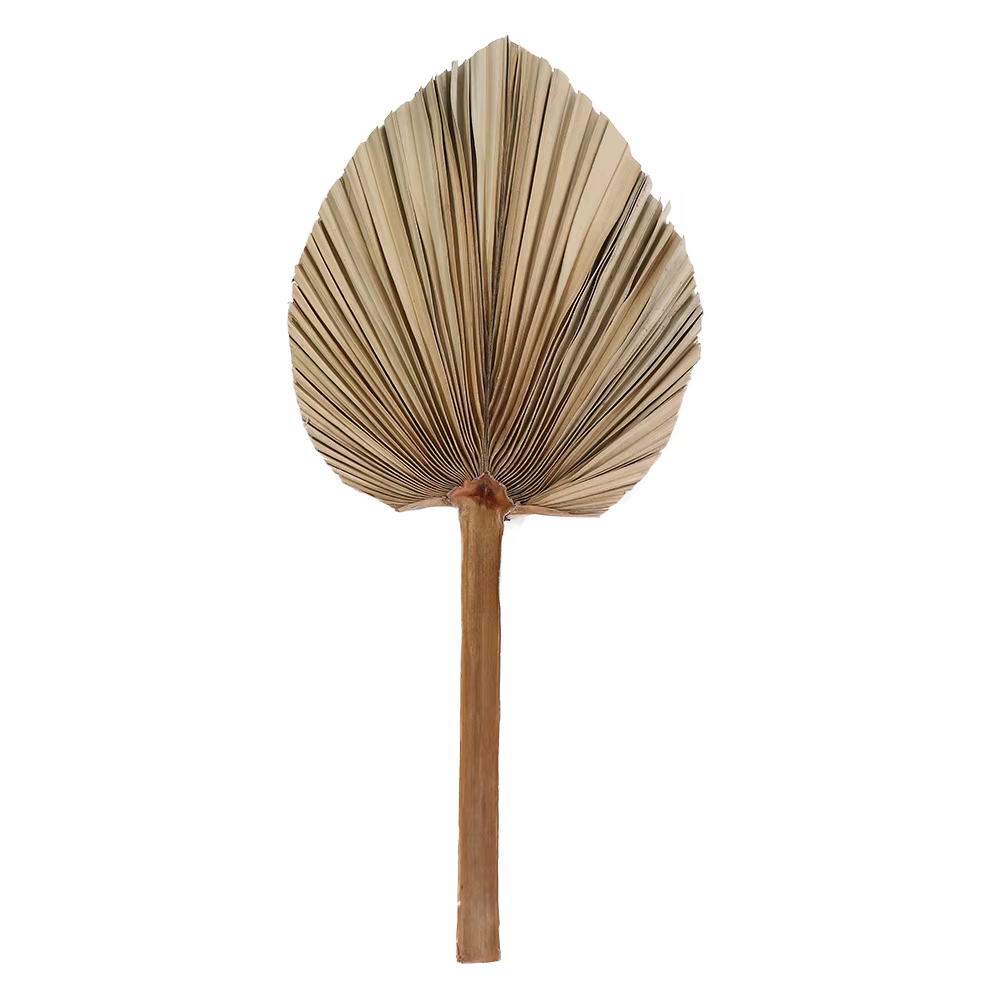 Décoration d'intérieur : Feuilles de palmier tropicales bohèmes naturelles séchées, en forme de éven