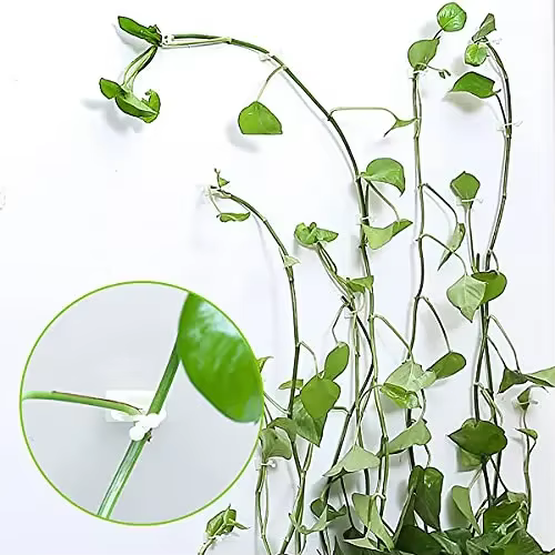 Plante grimpante auto-adhésive mur vignes outils fixation plante fixation murale Clips boucle fixe c