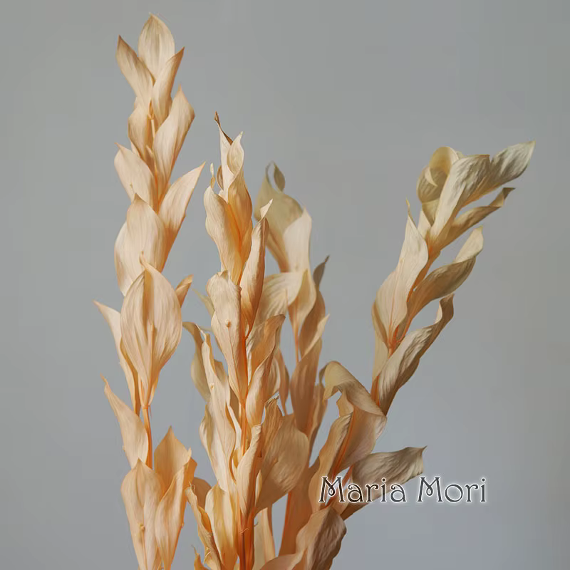 5 pièces/fleur conservée de blanchiment séché feuilles d'orange lys bambou pour arrangement floral f