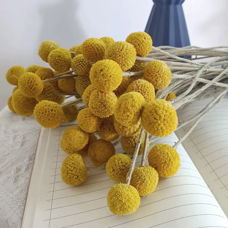 Bouquet de boules de boutons de Billy jaunes, fleurs séchées de Craspedia naturelles, arrangements d