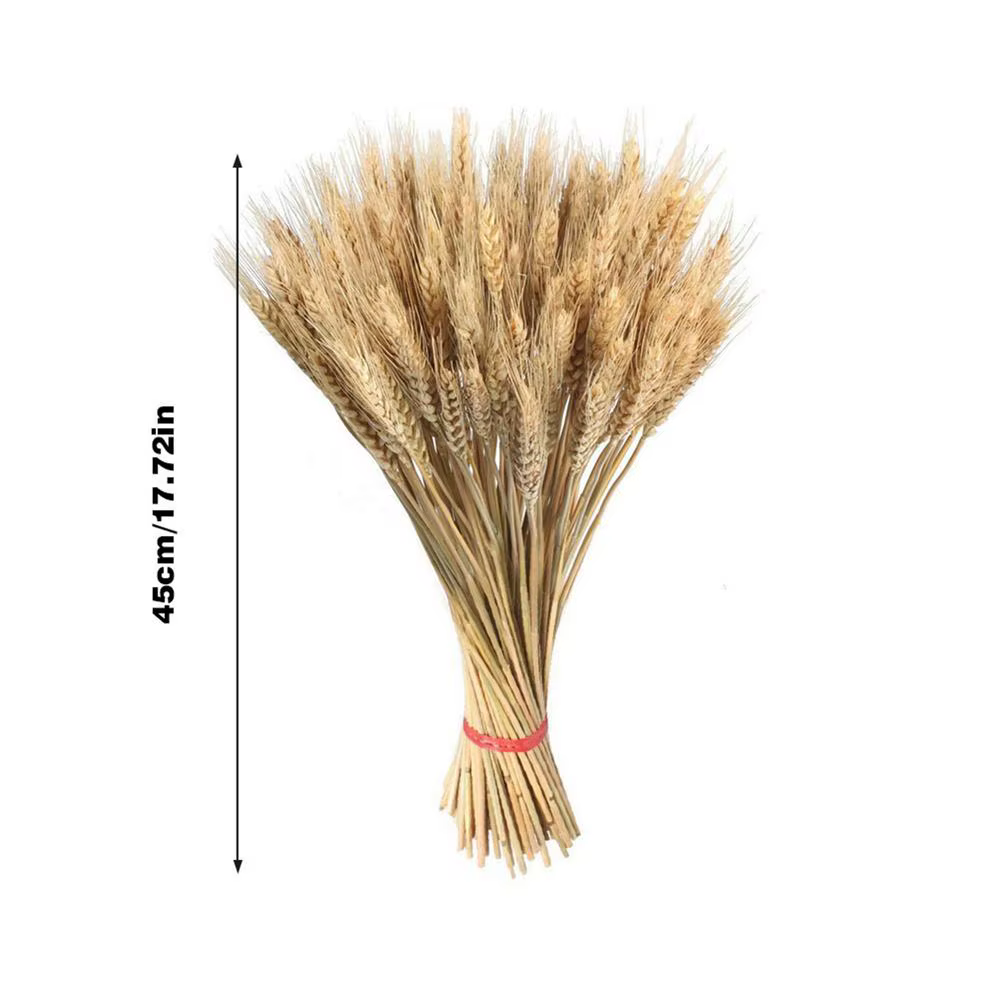 Sunks de blé séché naturel pour la décoration, bouquet de blé, automne, Gand, gerbes séchées, 100 pi