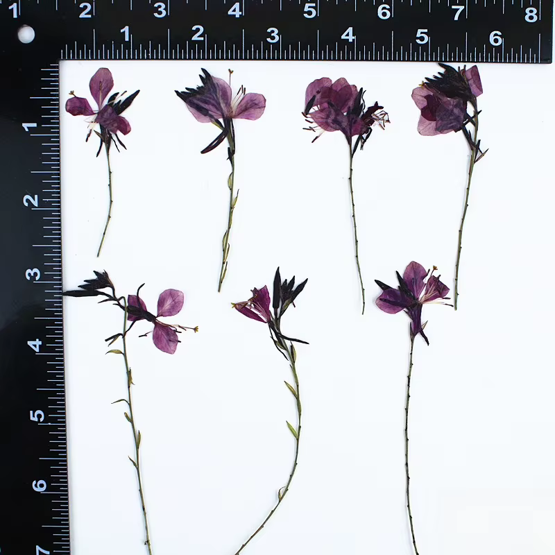 Branches de fleurs sèches de pêche naturelle, 12 pièces/5-9cm, fleur pressée, coque de téléphone en 