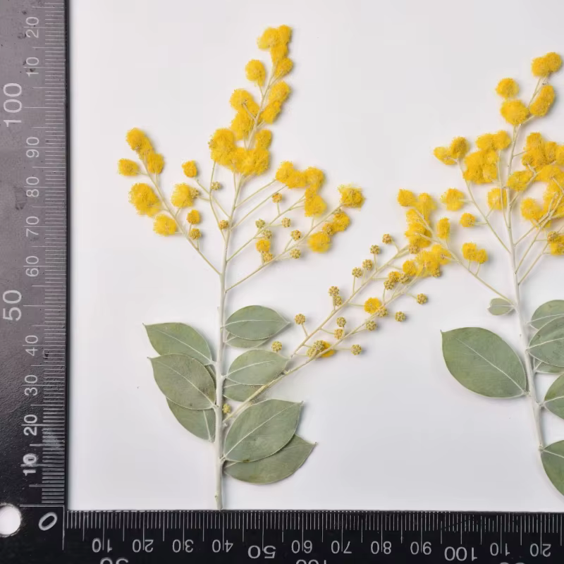 Branches d'Acacia Naturel avec Feuilles, 12 Pièces, Cadre Photo, Plante à Fleurs Sèches, Étui de Tél