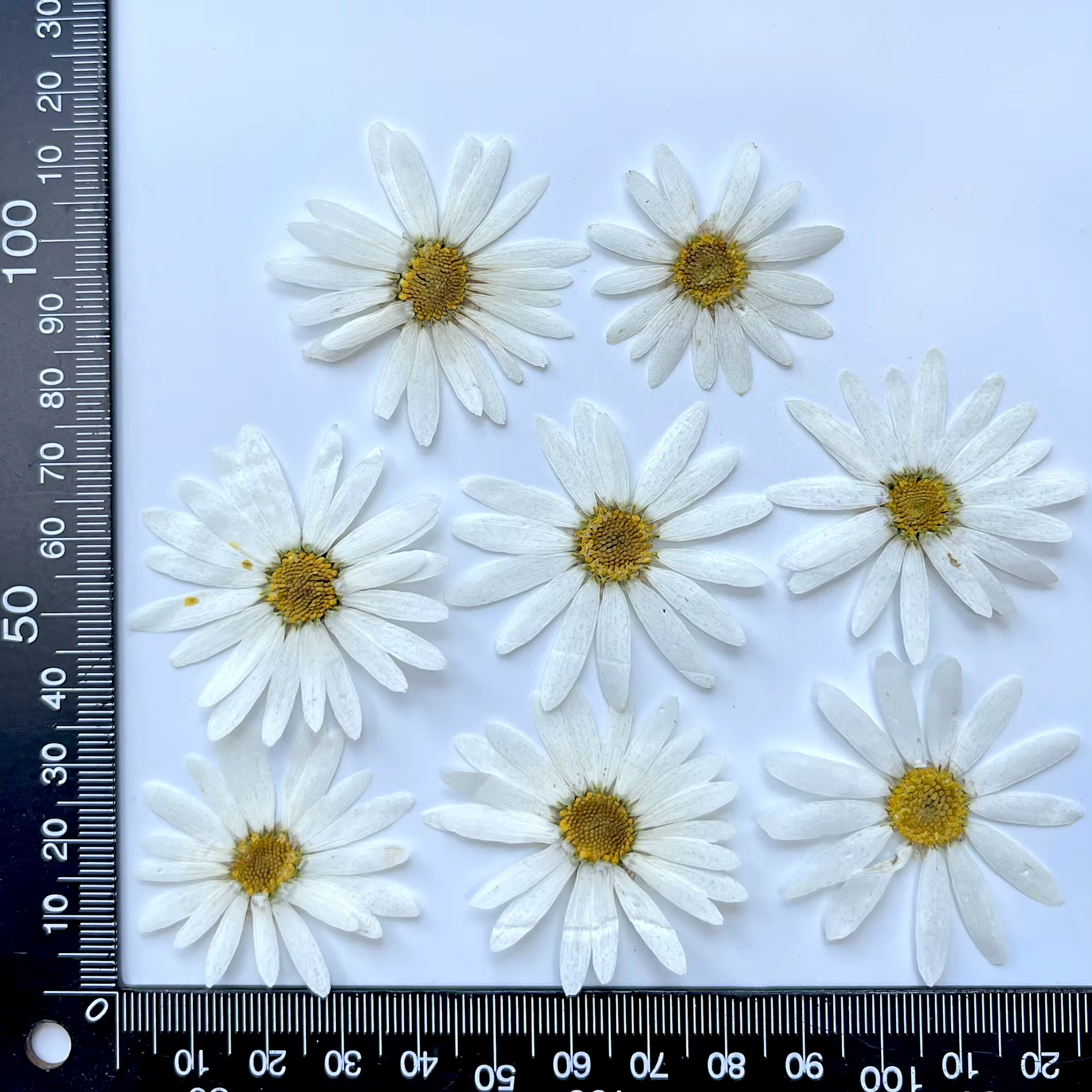 8 pièces, fleurs pressées séchées de marguerite |   Marque-page de décoration de visage, cadre Photo