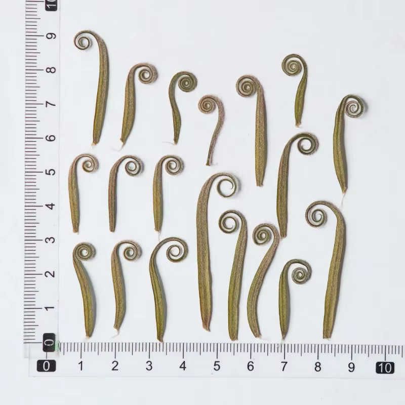 24 pièces, tiges de cycadées pressées naturelles, fleurs séchées véritables pour l'artisanat DIY, ma