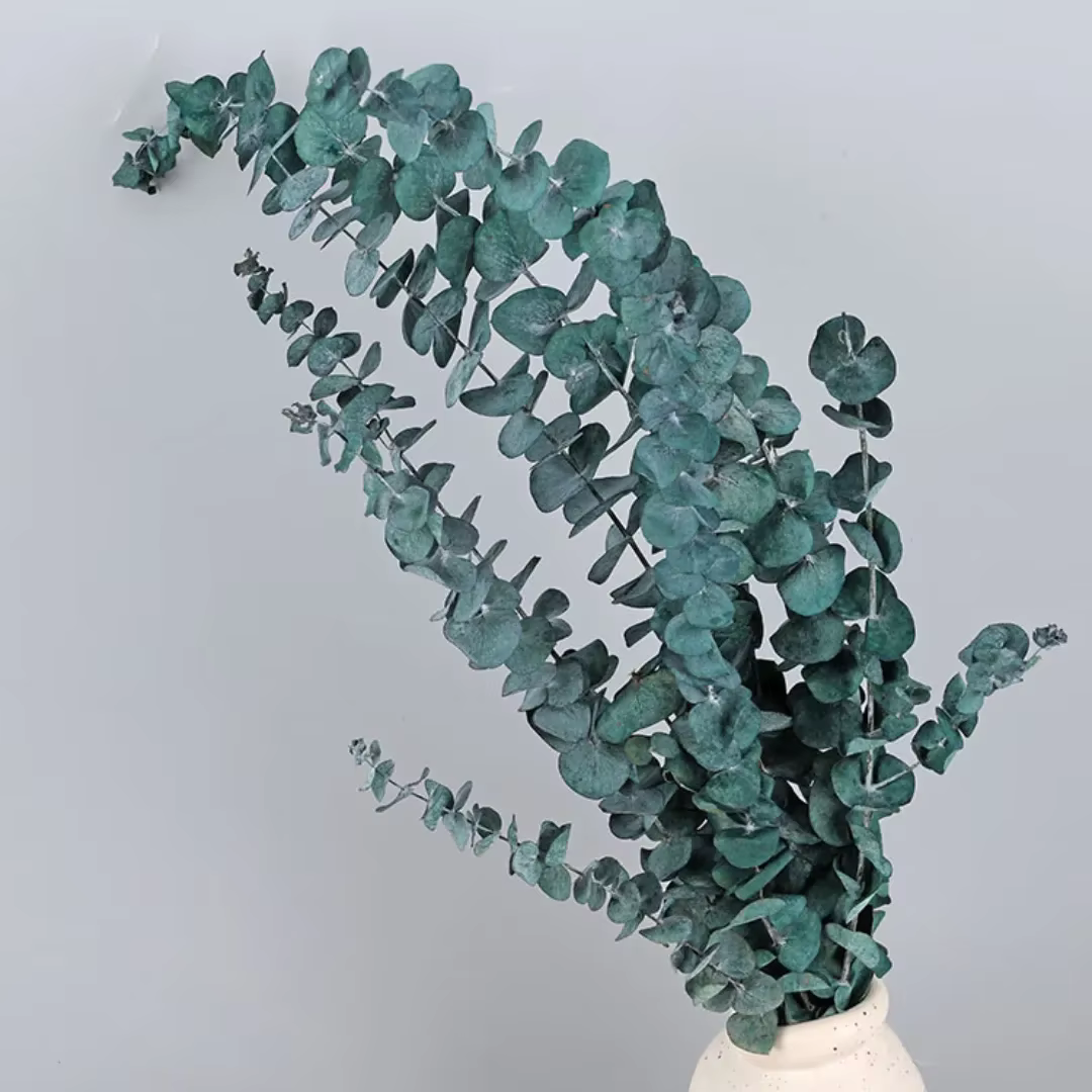 Feuilles d'eucalyptus éternelles pour la décoration intérieure, aidez les plantes vertes, les articl