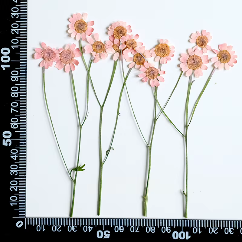 12 pièces, Bouquet de fleurs séchées de camomille teintes-arrangement Floral sec multi-têtes naturel
