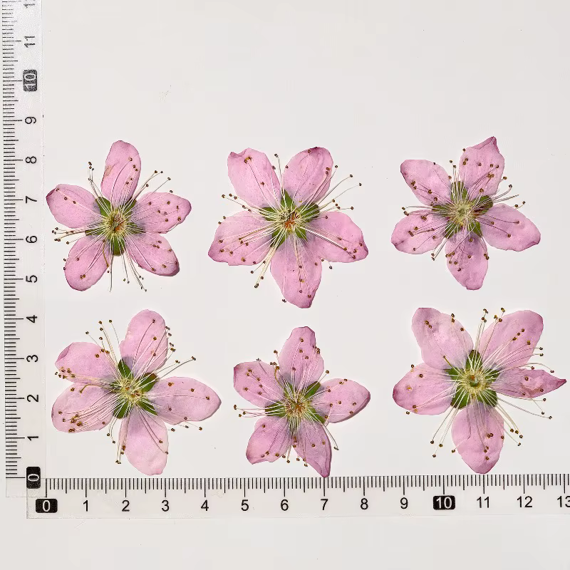 Fleurs séchées pressées de pêcher rose, 3-4 cm, 6 pièces, pour DIY, invitations, sceaux de cire, caf