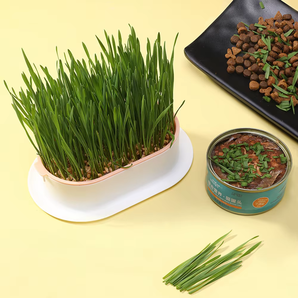 Nouveau plat de germination de chat de compagnie Pot de culture plante hydroponique chat herbe Germi