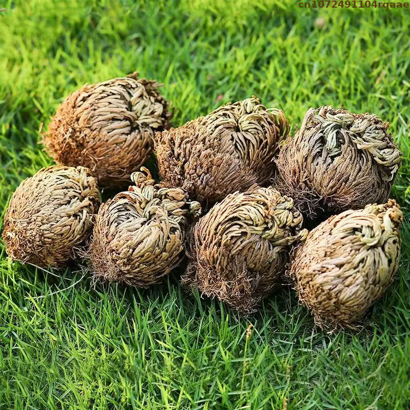 Jericho – boules de Selaginella Tamariscina séchées en Rose naturelle, pour décoration de maison, ja