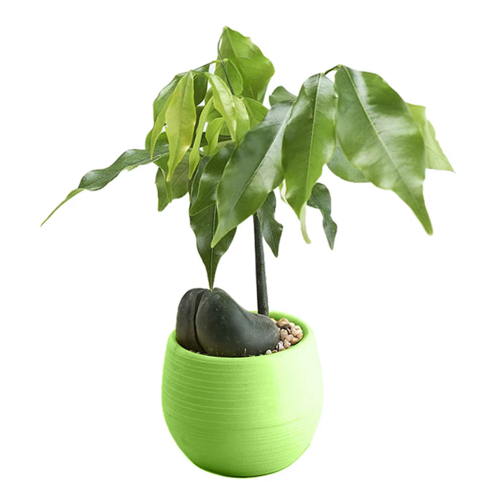 Mini pot de fleurs rond en plastique écologique, jardinière décorative pour jardin, maison et bureau