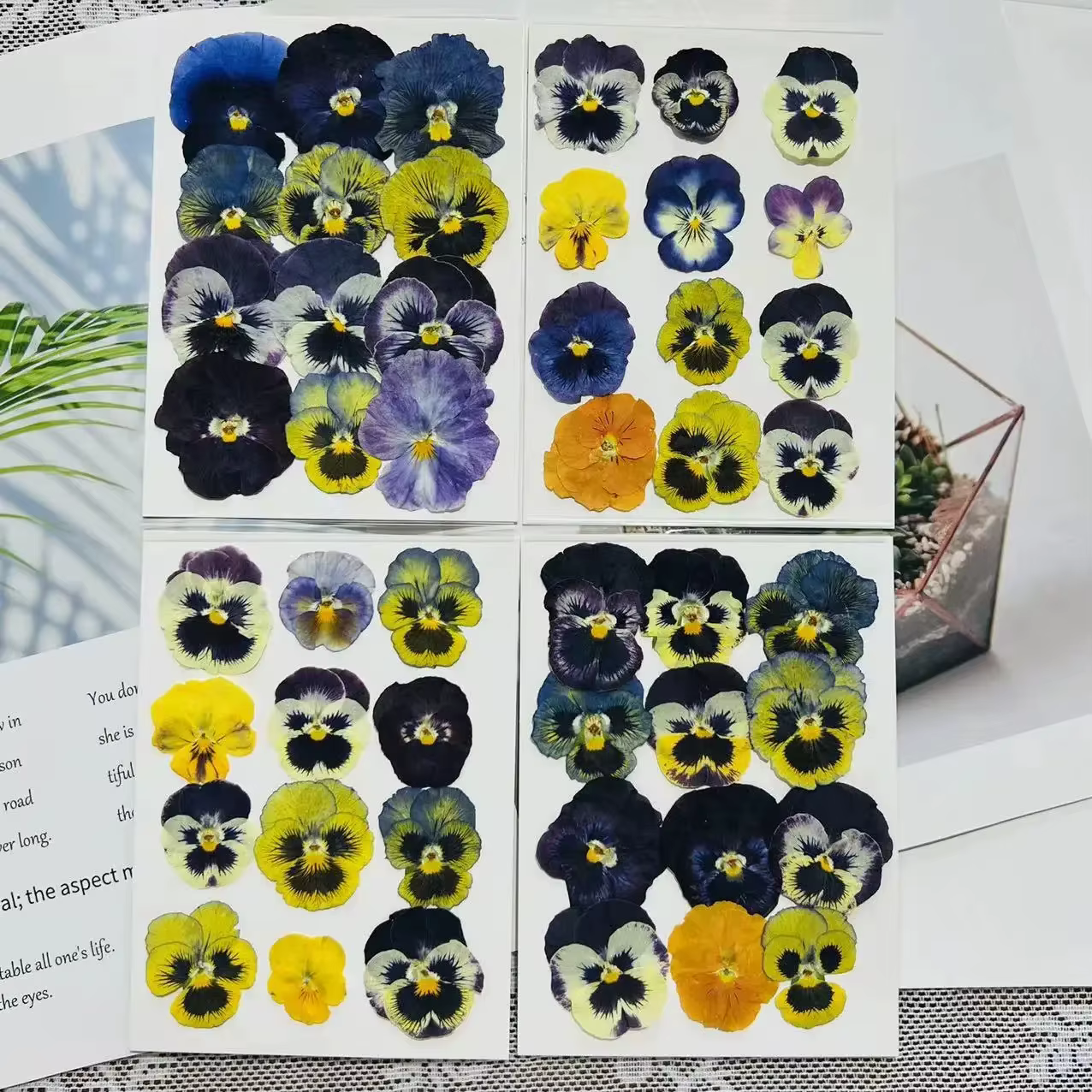 Fleurs séchées pressées pour l'art en résine, spécimens de vraies fleurs pour bricolage, marque-page