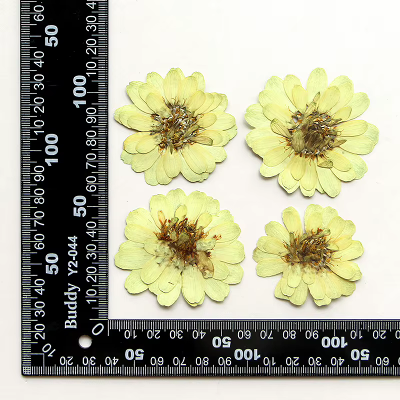 Kit d'art de fleurs pressées réelles, ensemble de 12 pièces, 3.5-6cm, fleurs de Zinnia séchées pour 