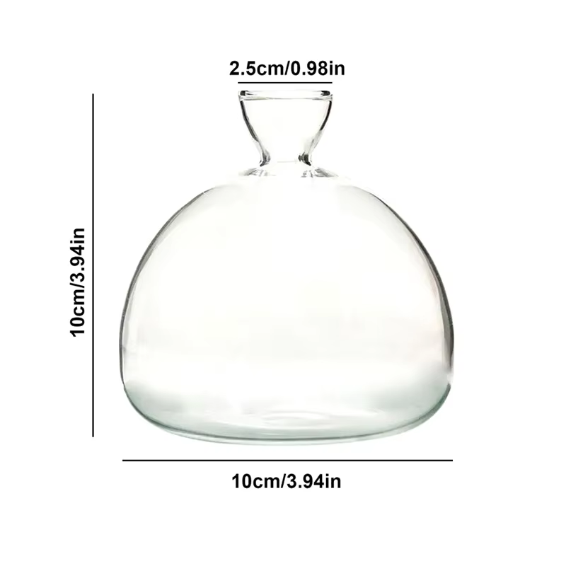 Vase de démarrage de graines d'avocat, Vase en verre Transparent pour plantes en croissance, Kit de