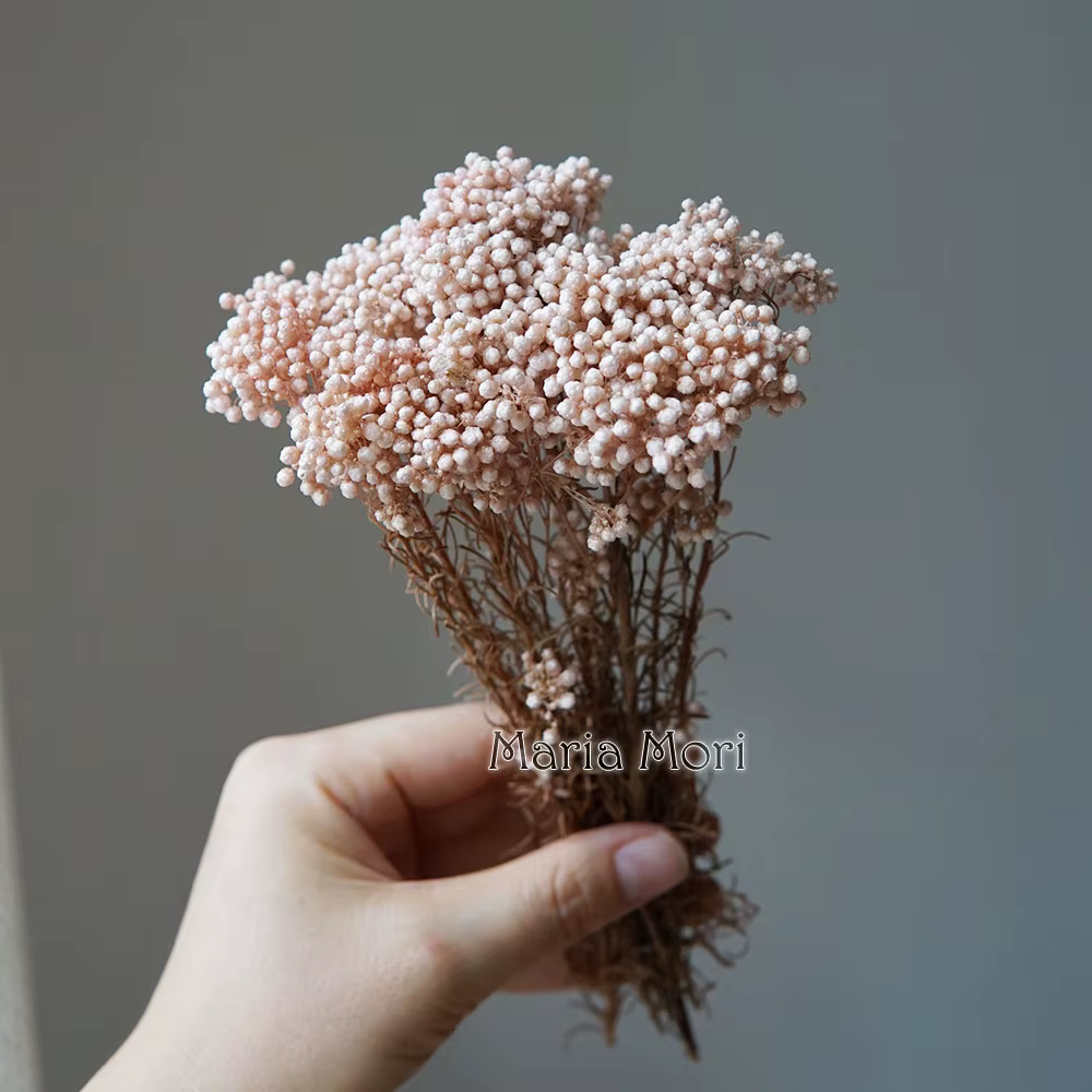Fleur de Millet de riz, fleurs conservées, décoration de maison, bureau, matériel de bricolage, coll