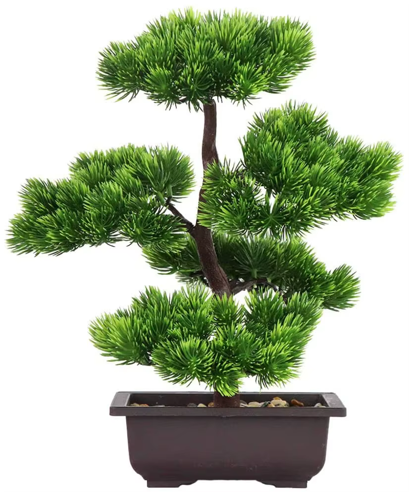 Plante bonsaï de pin japonais pour la décoration de la maison, plantes d'intérieur en pot, affichage