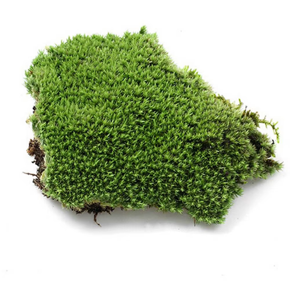 Plante verte artificielle en mousse d'ange, ornement l'inventaire, décoration de fête à la maison, v