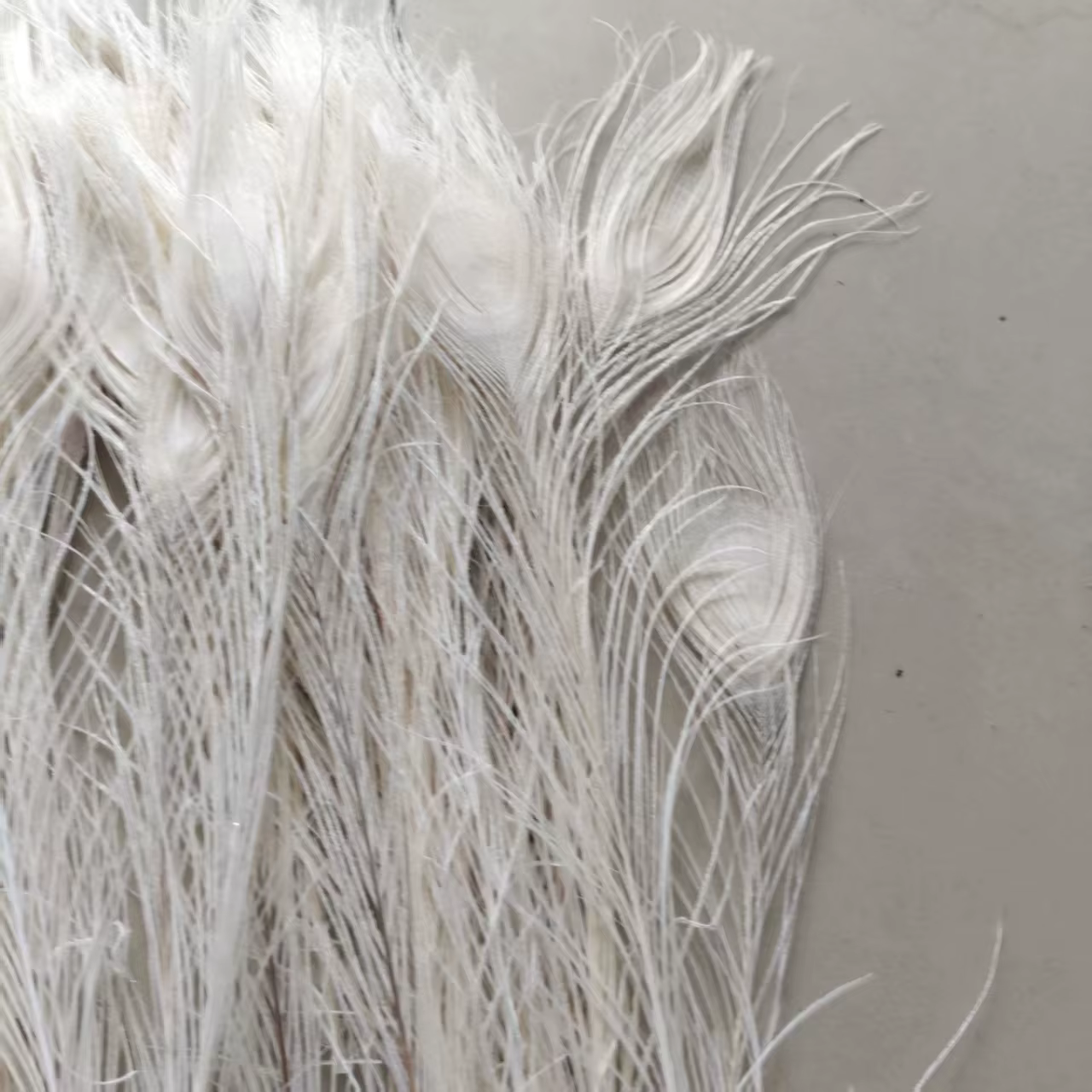 Vente en gros! Belles plumes d'oeil de paon blanc, décoration et célébration, 10 pièces, 25-30 cm, 1