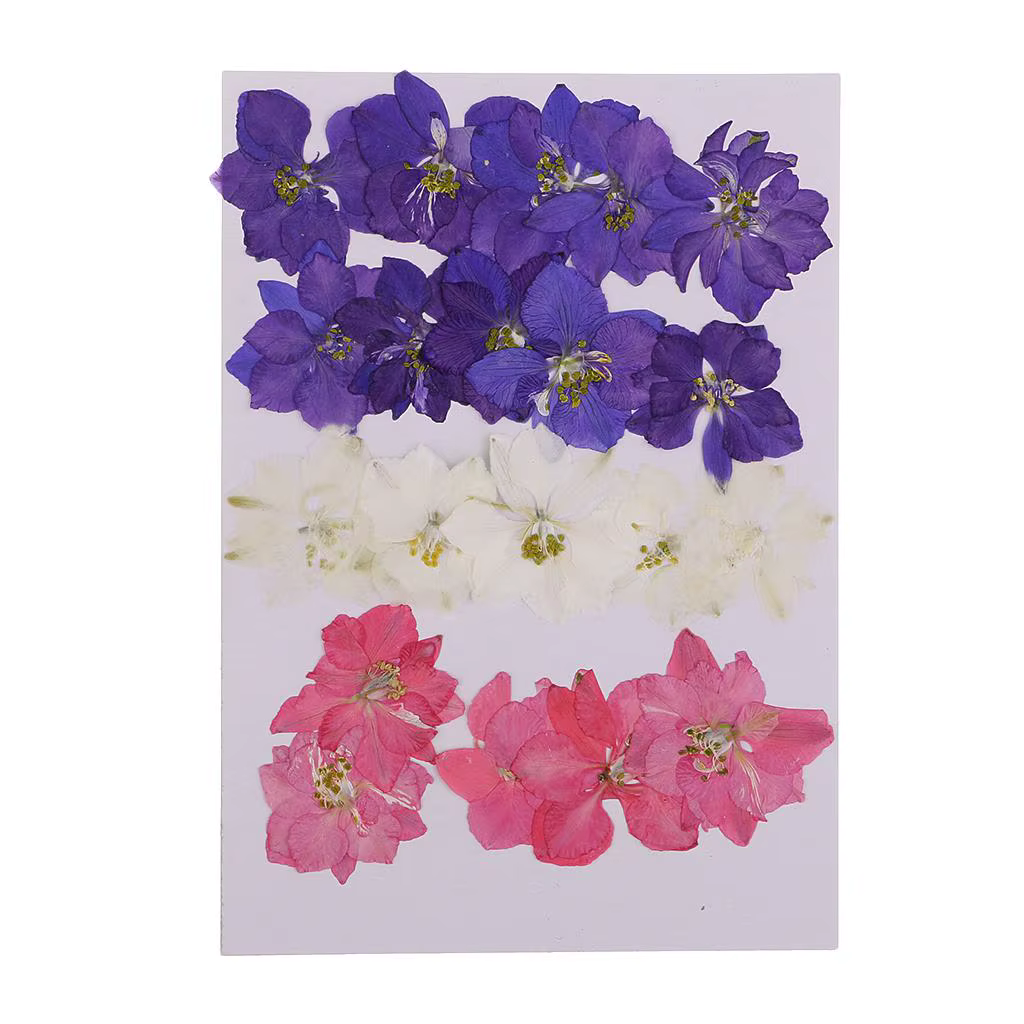 Mini bouquet de fleurs séchées véritables, couleurs mélangées, fleurs pressées pour l'art de la rési