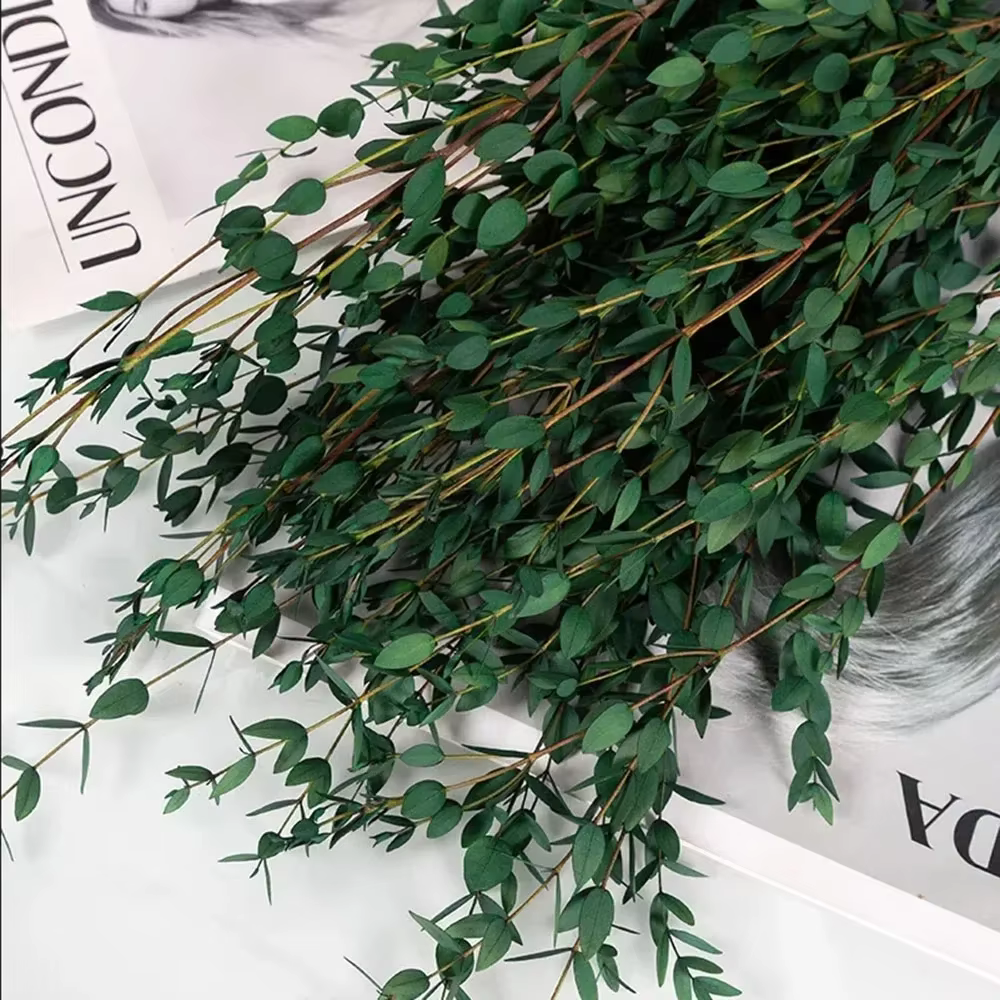 Bouquet de feuilles d'eucalyptus naturelles, 100g, paquets de plantes à feuilles réelles conservées 