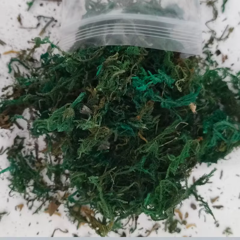 Mini-herbe miniature, végétation, mousse, modèles DIY, matériaux pour plateforme de table de sable,