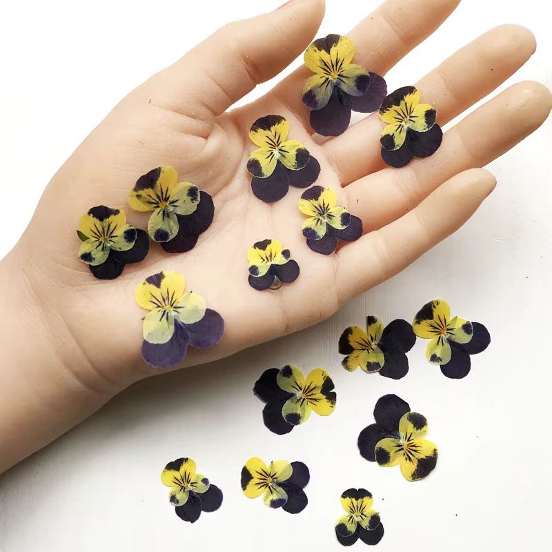 Fleurs séchées PMurcia violet et jaune, corydalis, suaveolens, plantes Hance, herbier pour bijoux, c