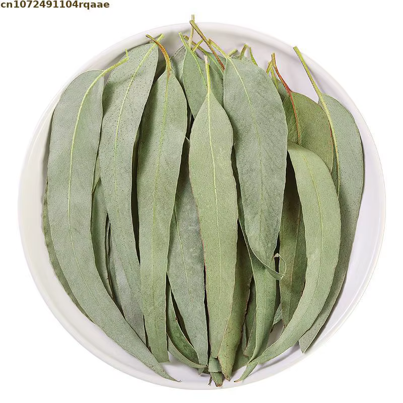 Feuilles d'eucalyptus séchées naturelles, parfumées, anti-moustiques, feuillage séché, décoration de