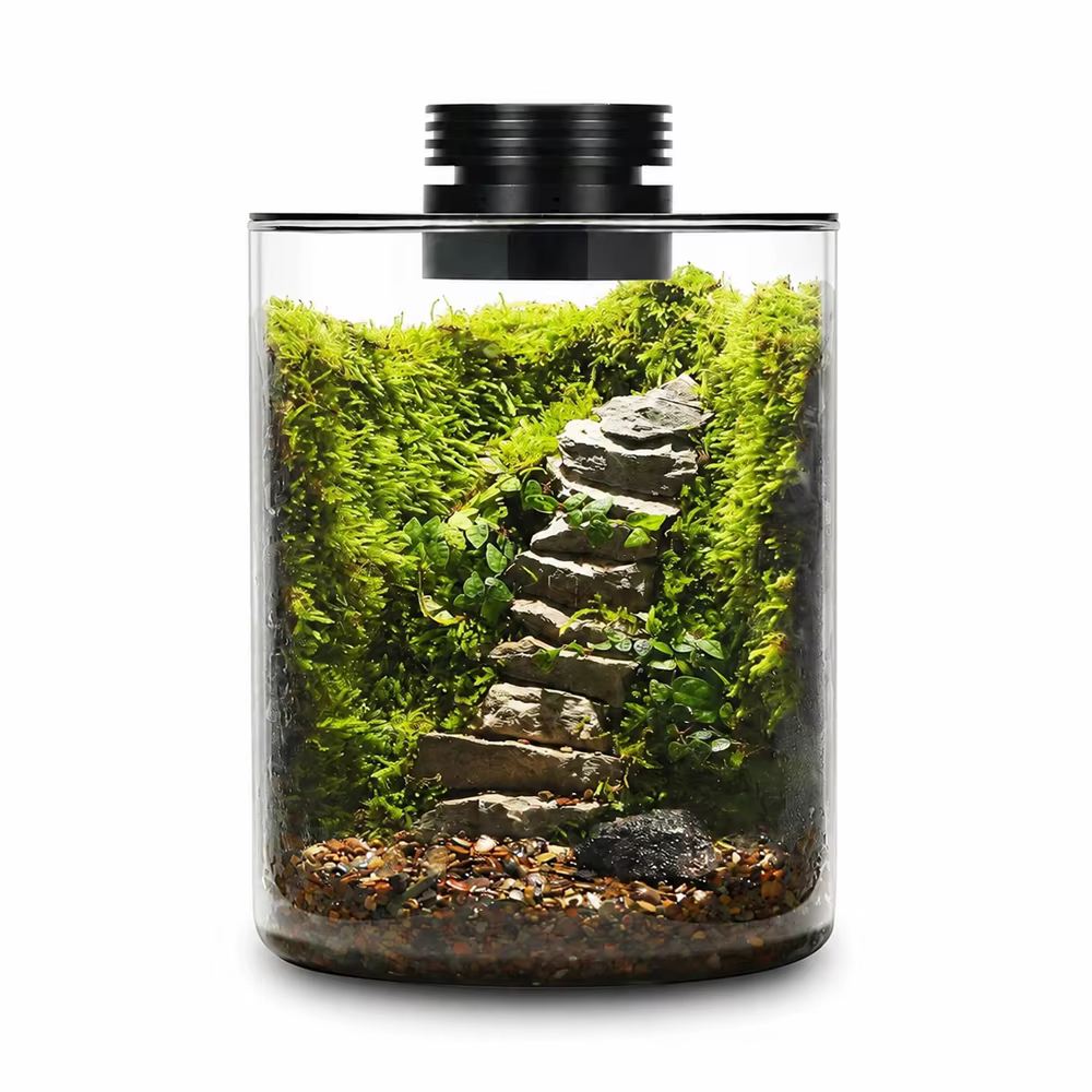 Terrarium en verre de bureau avec lumière de croissance pour plantes succulentes, mousse, paysage mi
