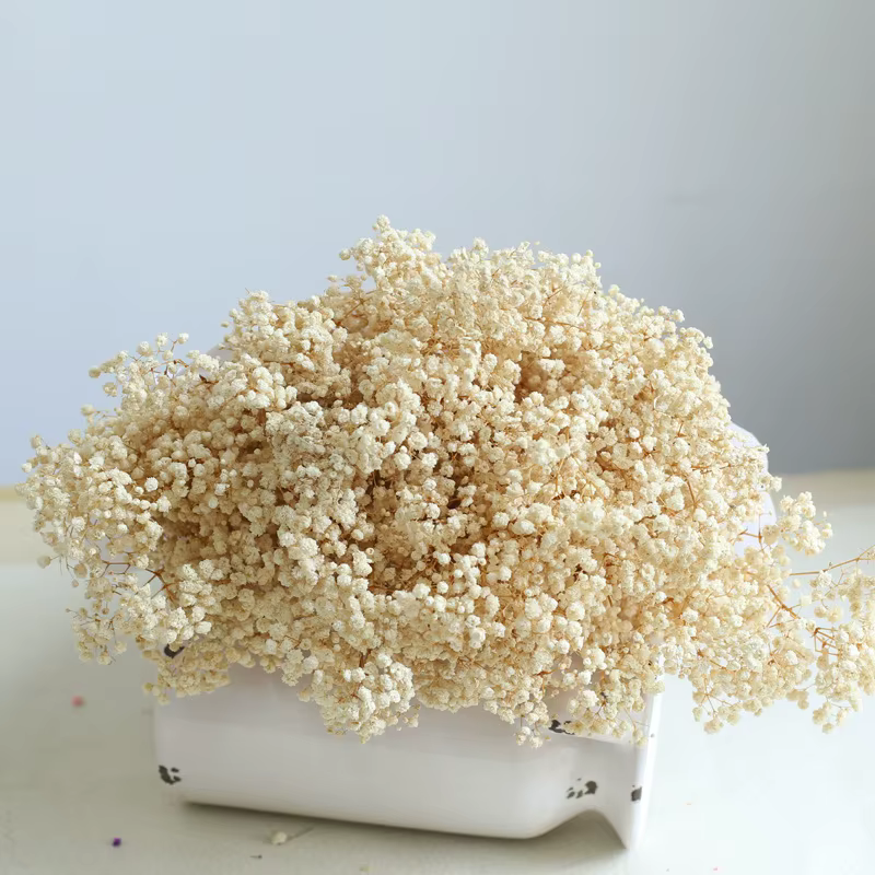 Fleurs de Gypsophile Blanches Séchées Naturelles, Bouquets de Mariage, Toucher Réel, Bouquet de Gyps