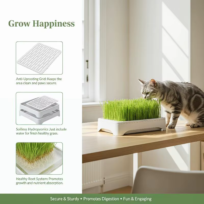 Kit de culture d'intérieur pour chatons : culture sans terre, pot de semis de blé