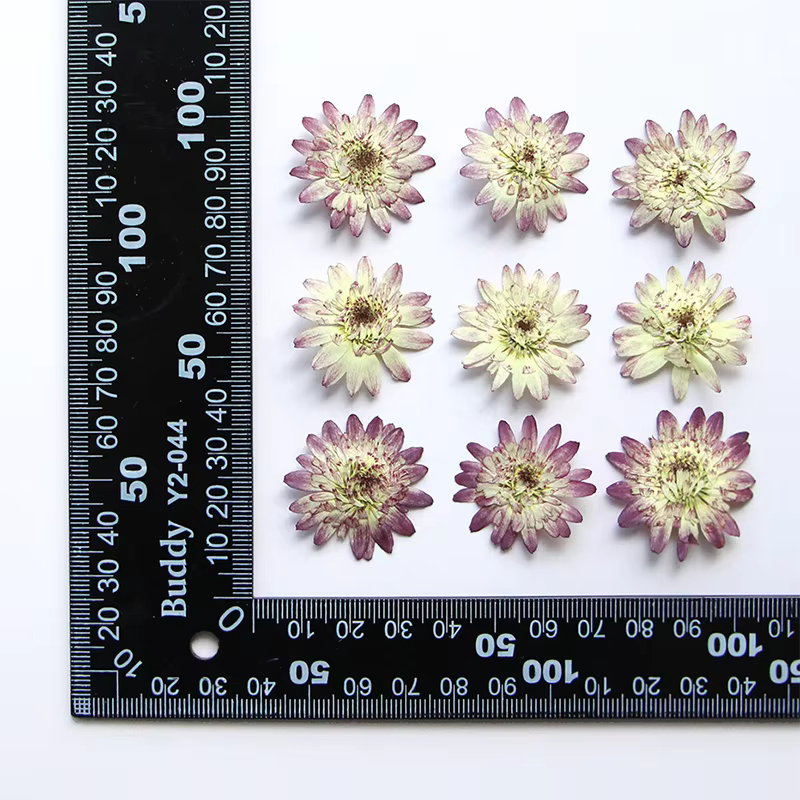 12 pièces, fleurs séchées pressées à double pétale de marguerite, plantes réelles, fournitures de br