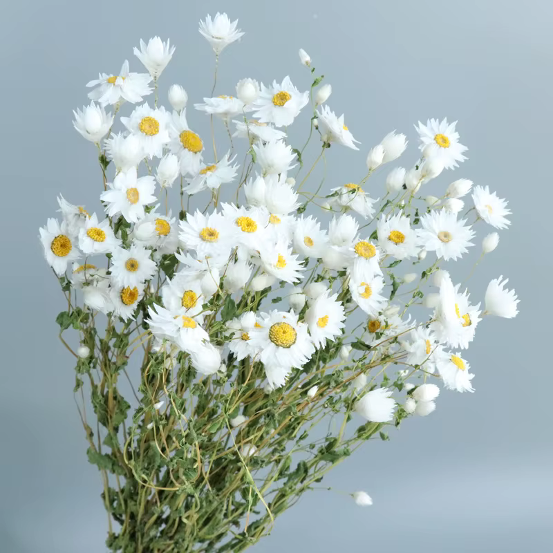 Group bouquet de fleurs séchées naturelles Rhodes, oiseau Ludan, décor d'intérieur pour la maison et