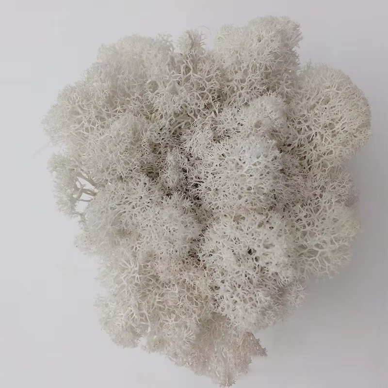 100/500/1000g pas cher HI-Q vert immortel mousse plantes d'herbe artificielle fausse fleur bricolage