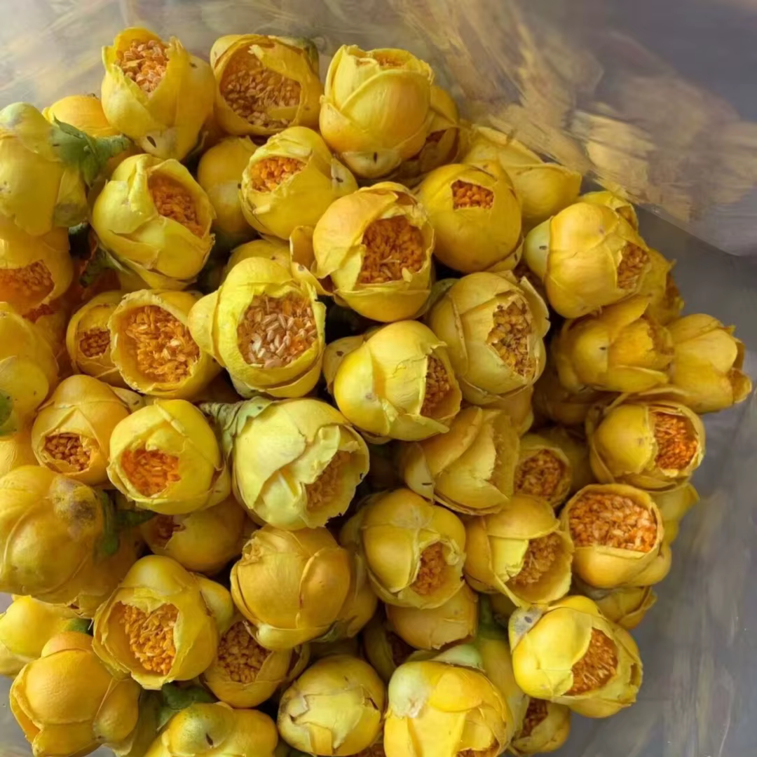 Bourgeons de Camélia Petetotii Naturels Premium, Fleurs de Camélia Dorées Saines, Herbes Décoratives