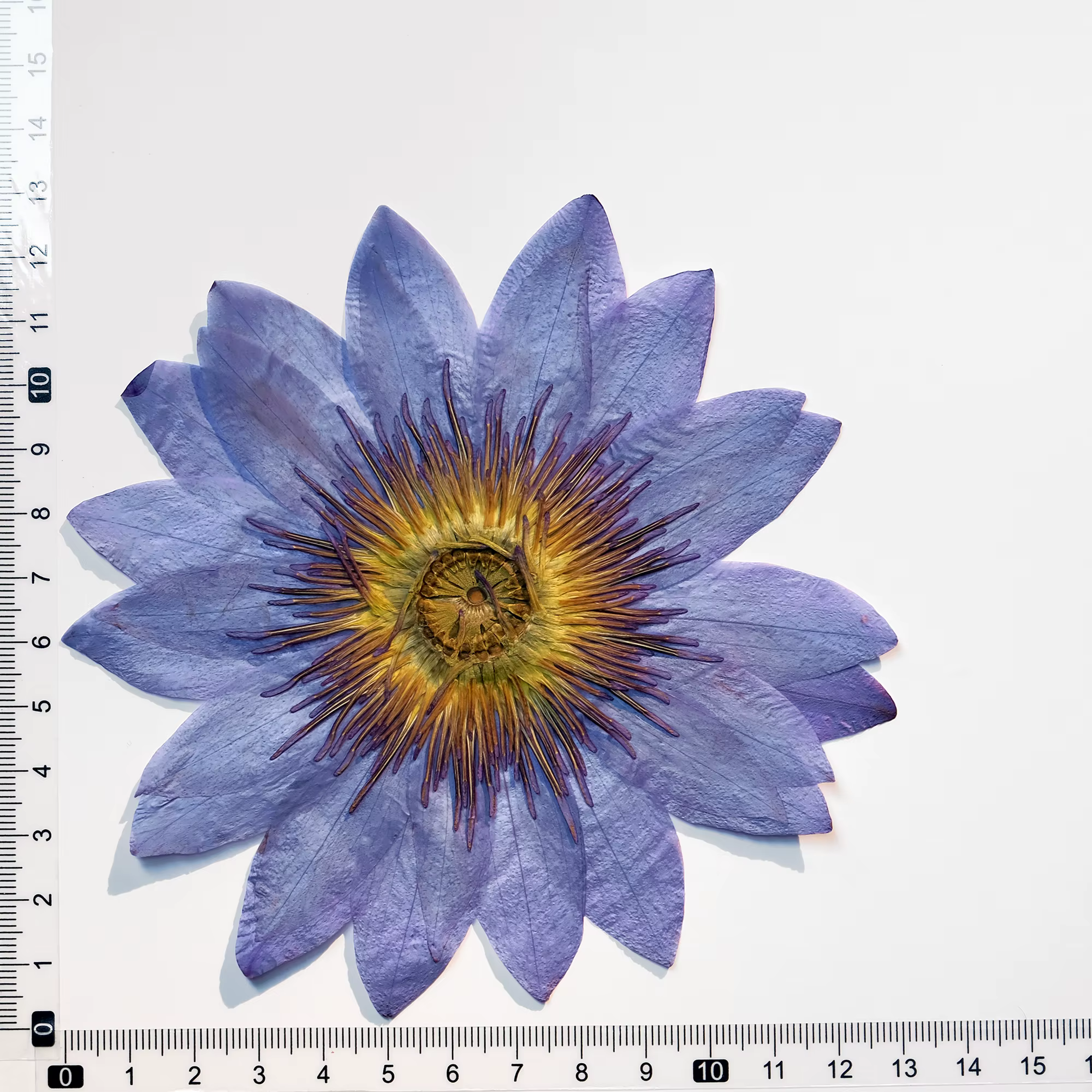 Grands pétales de lys d'eau bleue naturels, fleurs séchées pressées pour pinces à cheveux en résine 