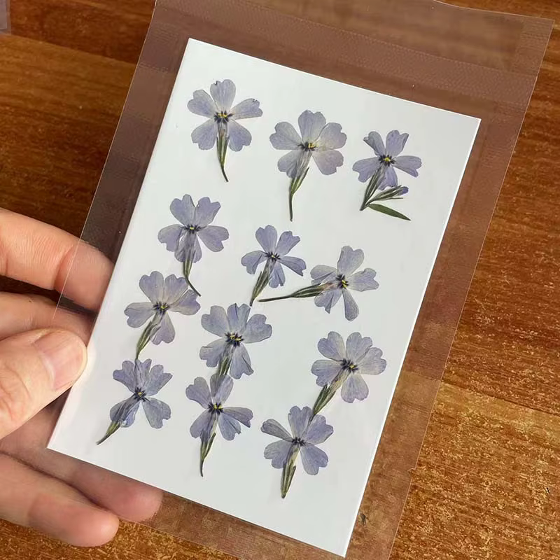 Group branche de feuilles de fleurs de Murcia séchées naturelles, petite presse à sec Phlox SubulMiF