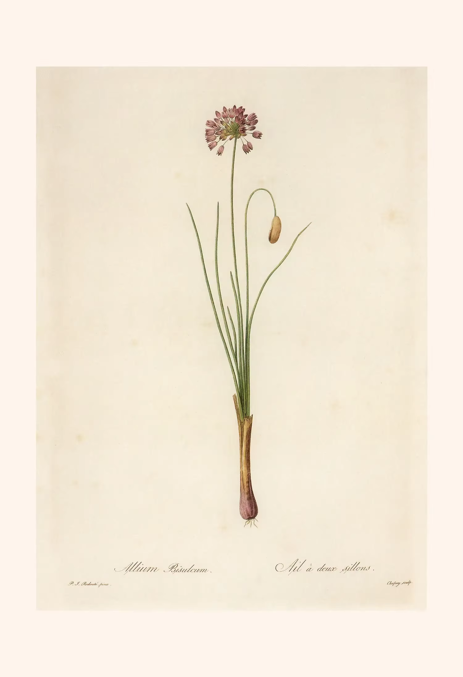 Affiche Murale Vintage Classique : Illustration de Plantes et Fleurs, Peinture sur Toile, Décoration