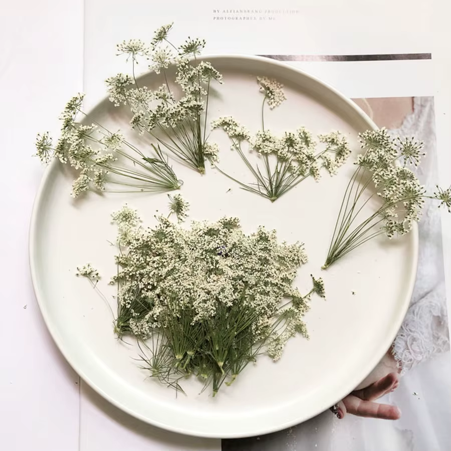 PMurcia-Fleurs séchées naturelles blanches multi-têtes Ammi Majus, plante, herbier pour bijoux, cart