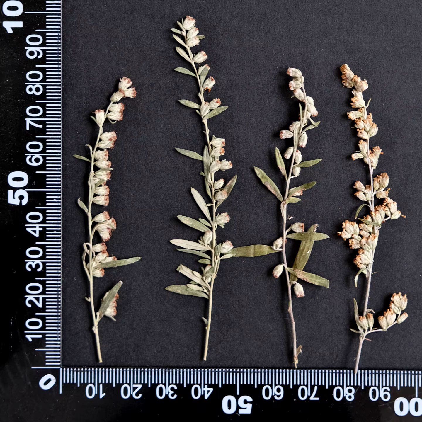 12 pièces, fleurs pressées séchées Artemisia naturelles, matériaux de bricolage pour plantes, cadre