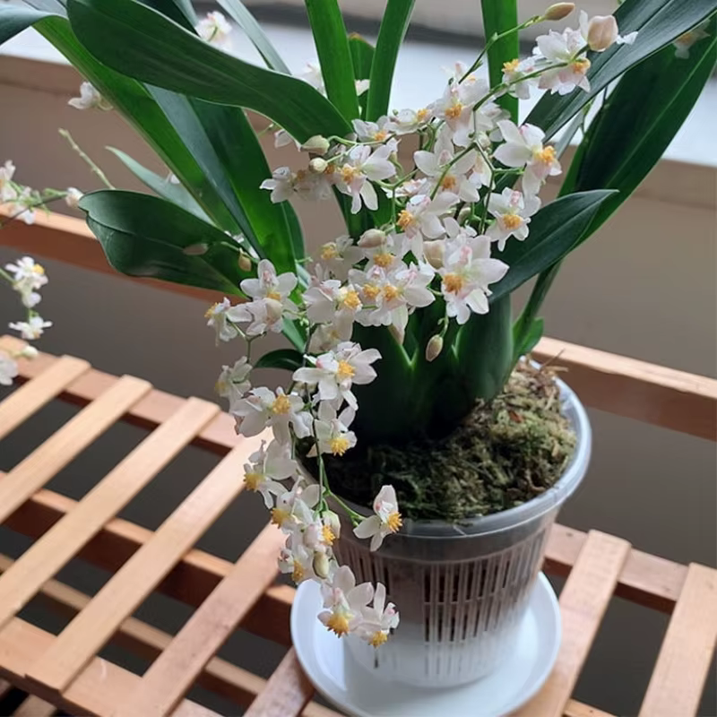 Pot de fleurs en plastique transparent pour fleurs d'orchidées, pot en maille, contrôle des racines,
