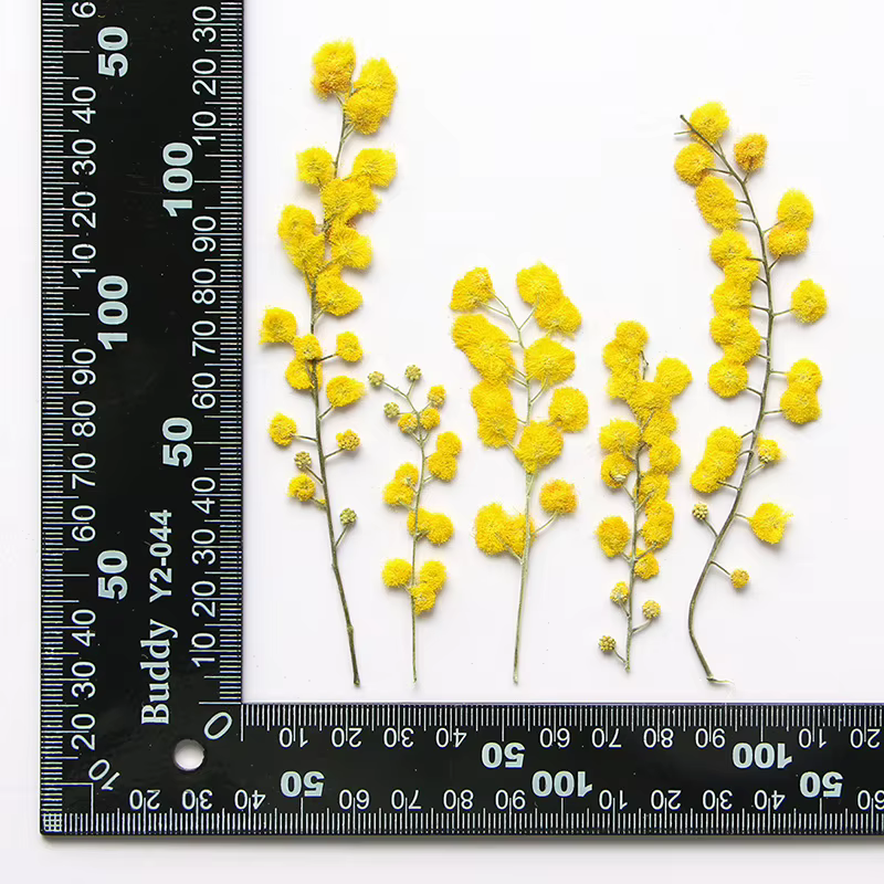 Fleurs séchées naturelles pressées de 3 à 8 cm, branches d'acacia, petites plantes séchées, éponge-b