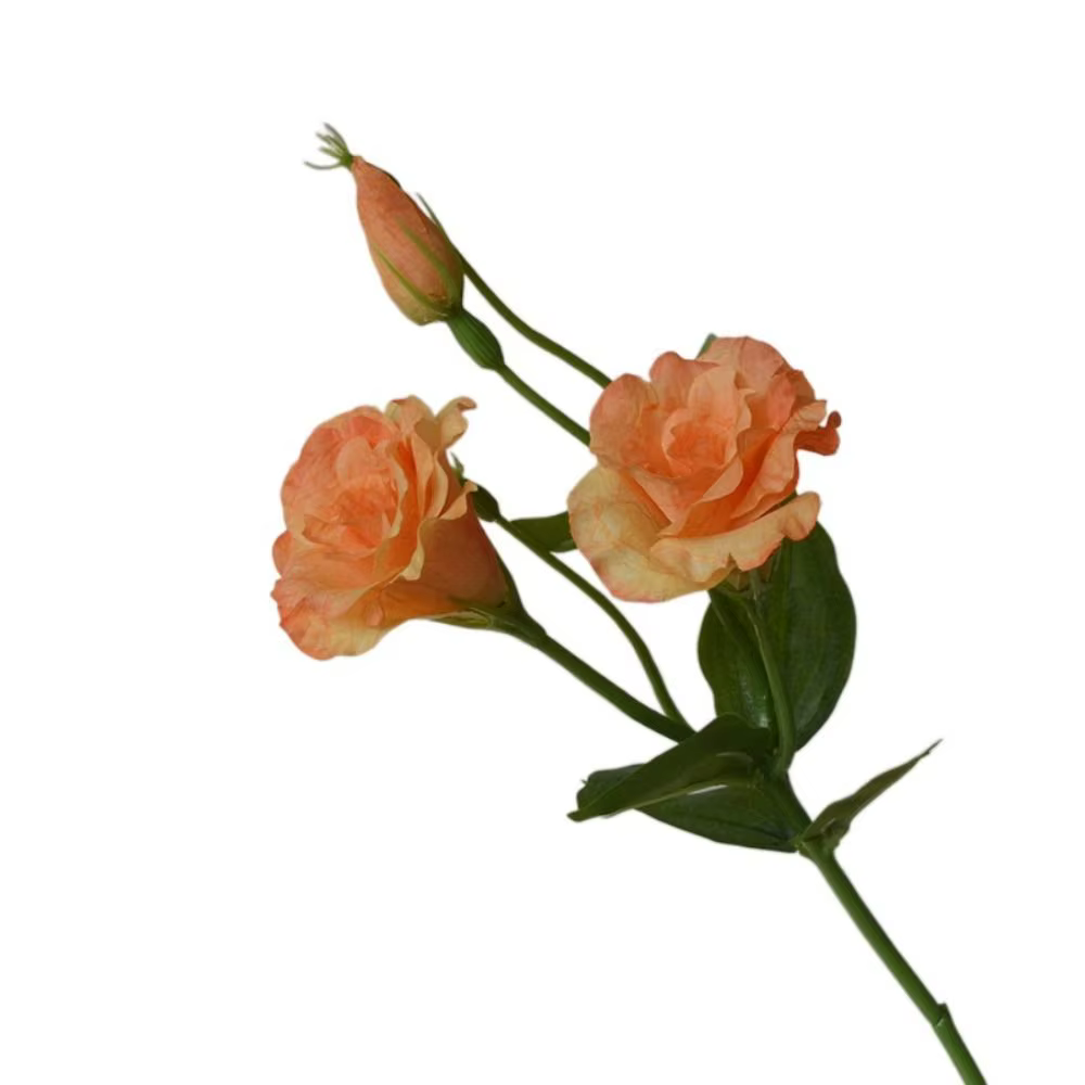 Fleurs artificielles Lisianthus au toucher réel, bouquet de mariée réaliste, fausse fleur d'Eustoma,