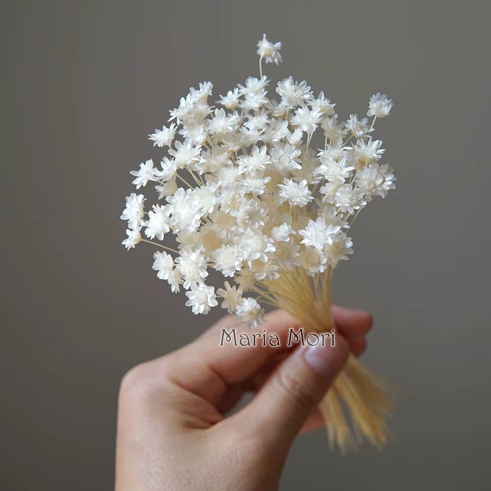 100 pièces/Mini fleurs étoilées séchées Mikado, fleurs préservées pour l'artisanat DIY, bijoux en ré