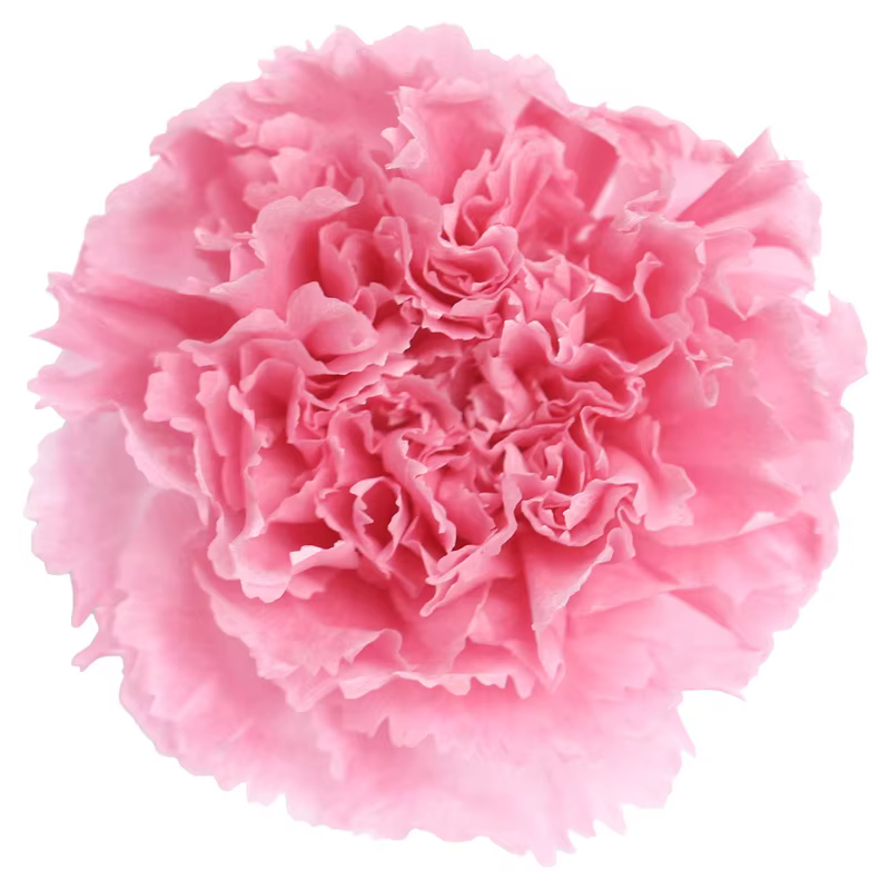 8 pièces de têtes de fleurs de carnation éternelle de qualité A, 4-5 cm, pour la Saint-Valentin, la 