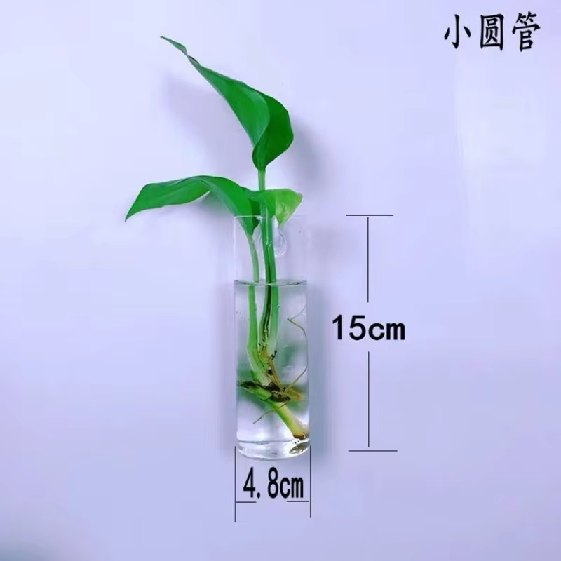 Vase à fleurs mural en verre minimaliste moderne, créatif, suspendu, hydroponique, cylindrique, carr