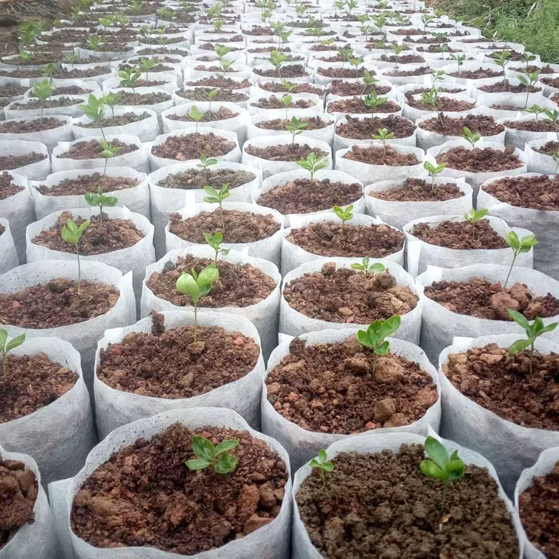 Pots de semis Non tissés biodégradables, 100 pièces, différentes tailles, sacs de plantation écologi