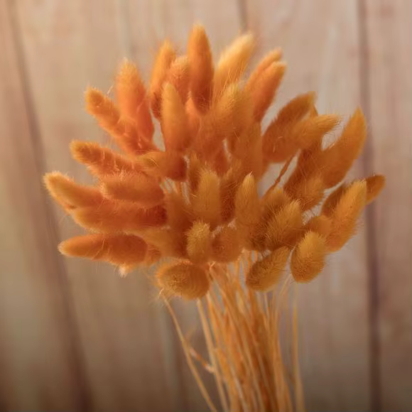 Bouquet d'herbe de pampas blanc naturel, 30 pièces, petites anches, fleurs séchées, style Boho, salo