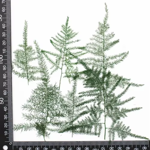 4-5 cm/12 pièces, feuilles pressées d'asperges naturelles, cadre photo de plante réelle, étui de tél