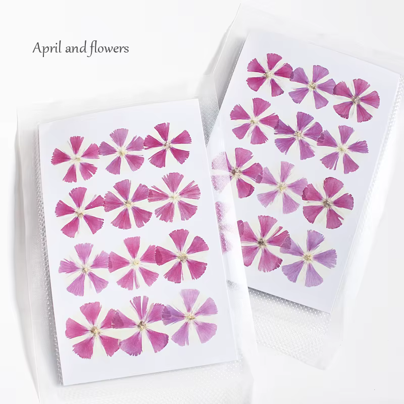 Fleurs séchées Phlox pressées de nouvelle couleur, 12 pièces, pour bricolage, matériaux artisanaux, 